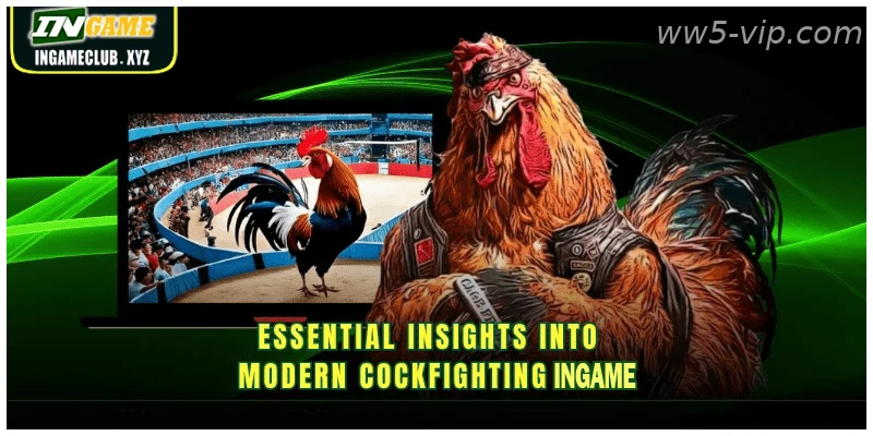 Live HD cockfighting streams for Indian punters