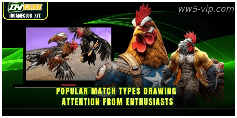 High-stakes international cockfighting derbies